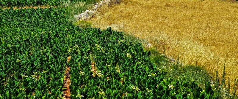 Hand holding green crops in a fertile field