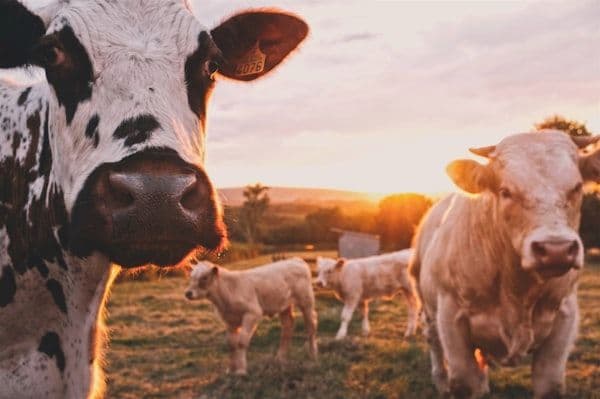 Cattle grazing in open dryland